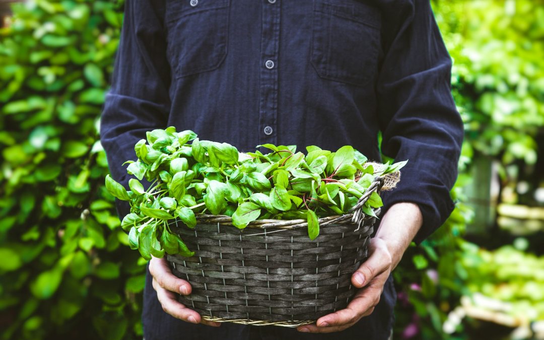 Aquatic Harmony: The Fusion of Hydroponic Gardening with Fish Ponds